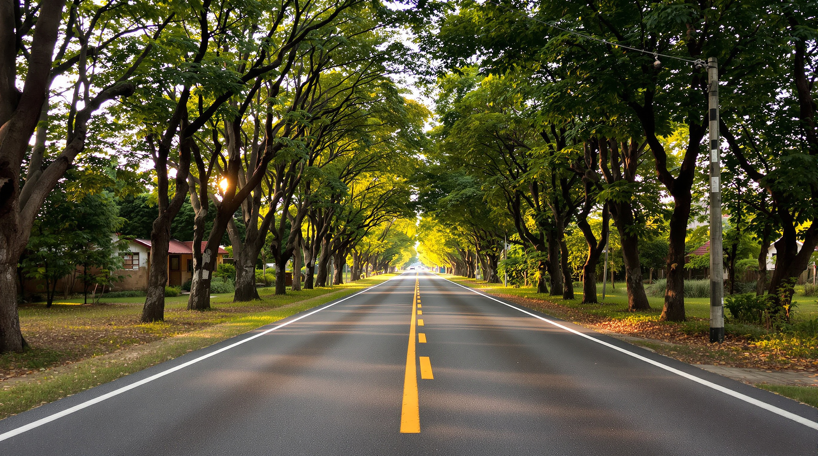 A quiet two-lane country road under a canopy of tall rain trees, running straight into the distance in golden morning light